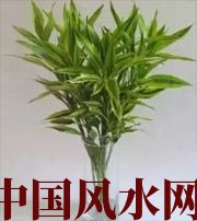 昆明十二生肖养什么植物最旺财运？你知道吗！